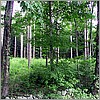 A typical hand made New England stone wall built in the 19th century.jpg