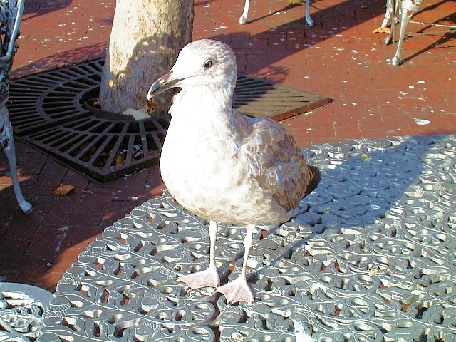 Cool seagull.jpg