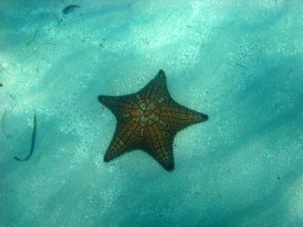 Huge starfish