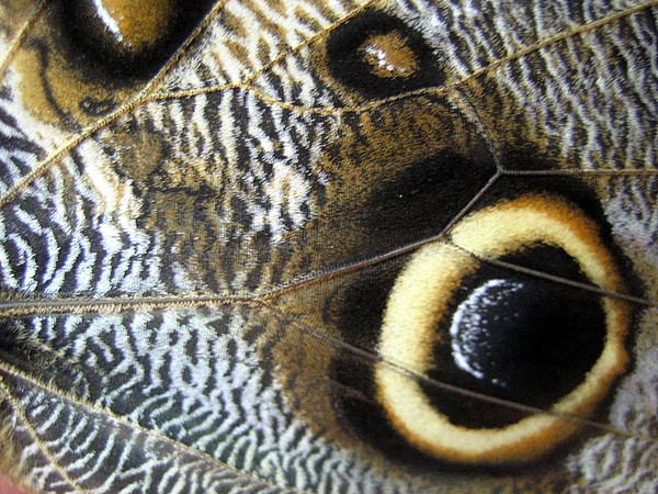 Butterfly detail