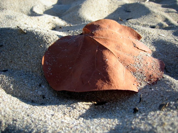 Leaf on beach